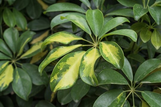 Fototapeta Detailed view of Schefflera arboricola leaves with variegated green and yellow patterns. Ideal for design, background use, or eco-friendly and botanical themes.