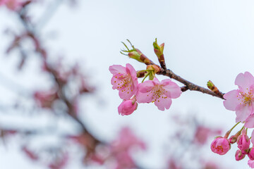 早咲きの河津桜の美しいピンクの花
