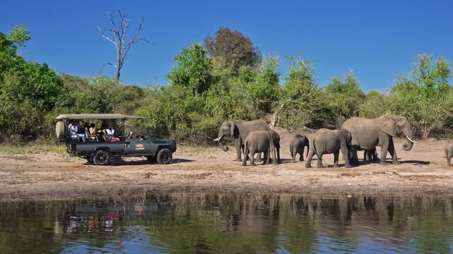 big  family of African bush elephant, Loxodonta africana, walking along riverbank of Chobe River followed by safari cars, Chobe National Park, Botswana, Africa