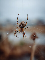 Spider weaving an intricate web against a soft overcast sky with delicate threads and muted tones Generative AI