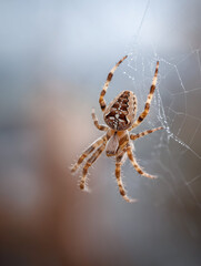 Spider weaving an intricate web against a soft overcast sky with delicate threads and muted tones Generative AI