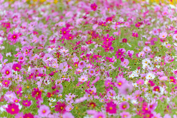 秋に咲き誇るピンクのコスモス畑