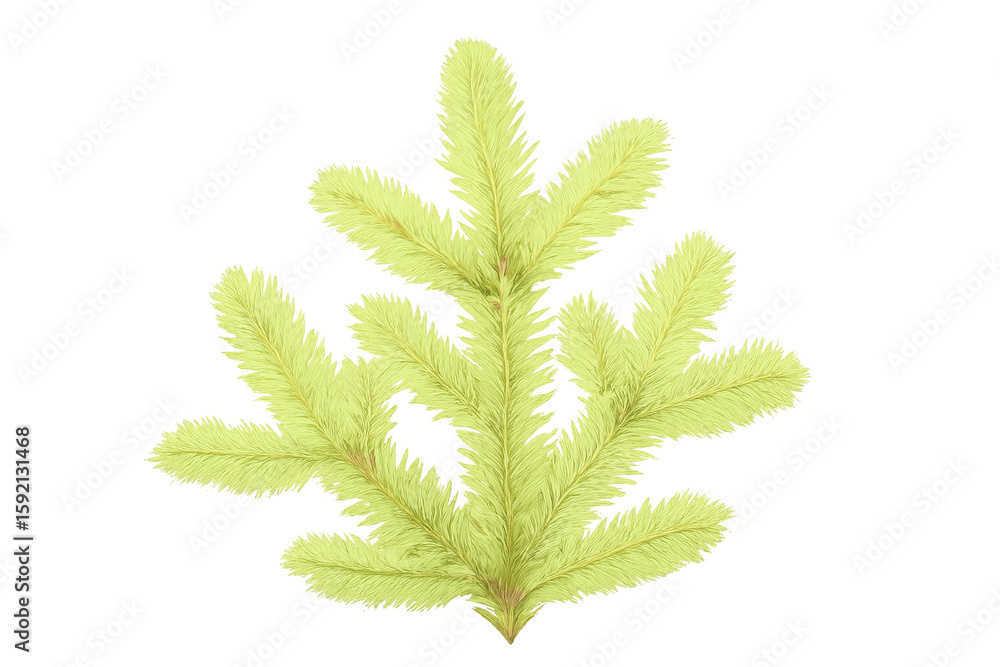 Poster light green pine tree branch casting soft shadows, highlighting natural evergreen texture against tr
