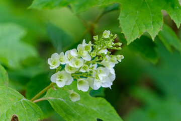 葉に囲まれて咲く柏葉アジサイの白い花房