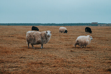 Icelandic Sheep Grazing in the Highlands