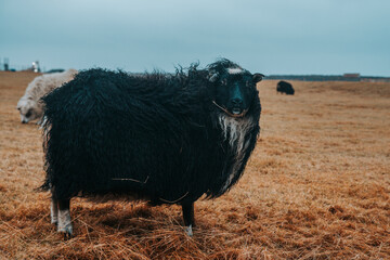 Icelandic Sheep Grazing in the Highlands