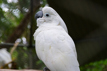 White Cockatoo in Animal shelter