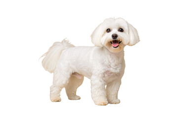 Obraz premium Small white fluffy dog with round black eyes and pink tongue hanging out happily, isolated on a transparent background