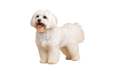 Obraz premium White Maltese-type dog with fluffy coat and dark eyes looking forward with tongue out, isolated on a transparent background