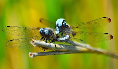 Mating Dragon flies