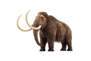 Woolly mammoth with long brown fur and large curved ivory tusks standing in profile, isolated on a transparent background