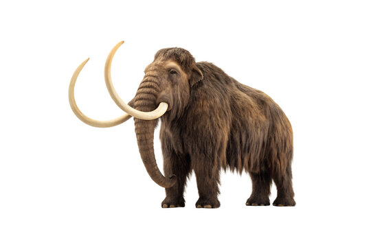 Woolly mammoth with long brown fur and large curved ivory tusks standing in profile, isolated on a transparent background