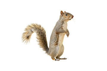 Gray squirrel stands upright on hind legs with bushy tail curled, looking alertly to side, isolated on a transparent background