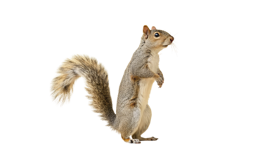 Gray squirrel stands upright on hind legs with bushy tail curled, looking alertly to side, isolated on a transparent background