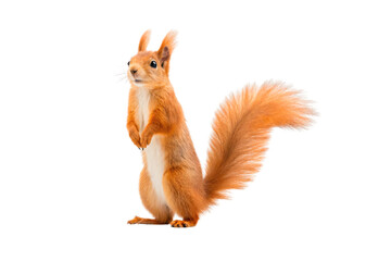 Eurasian red squirrel displays bright orange coat and distinctive ear tufts while in upright standing position, isolated on a transparent background