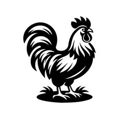 Rooster isolated on a white background