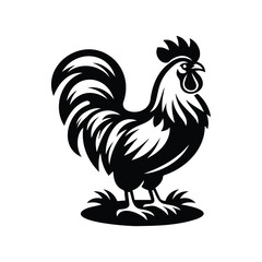 Rooster isolated on a white background
