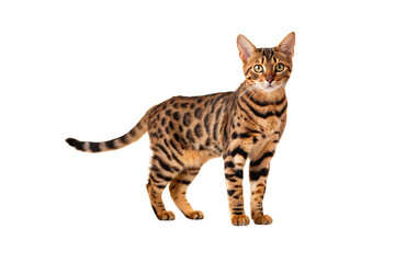 Bengal cat, spotted domestic feline with distinctive markings sitting in alert position, isolated on a transparent background