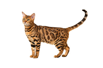 Bengal cat, spotted domestic feline with striped markings standing with tail raised, isolated on a transparent background