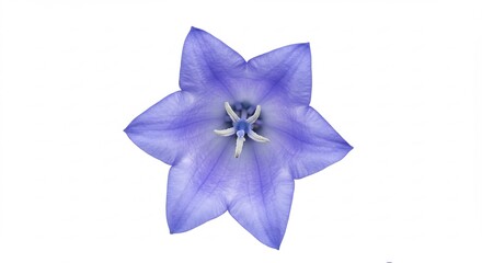 青紫の花 繊細な花びら 優しく輝く光. AI Generated