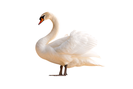 White mute swan in profile view with wings slightly raised and elegant neck extended, isolated on a transparent background