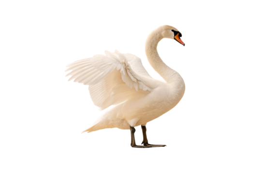 White mute swan with wings spread wide in majestic display pose and curved neck, isolated on a transparent background