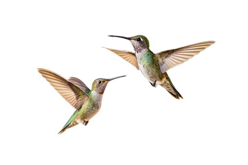 Two hummingbirds in flight with wings spread, showing green and brown plumage and long beaks, isolated on a transparent background
