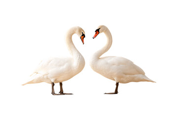Fototapeta premium Two elegant white swans with orange beaks facing each other in graceful courtship pose, isolated on a transparent background