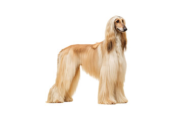 Beautiful Afghan Hound with flowing blonde hair and graceful posture looking sideways with dignity, isolated on a transparent background