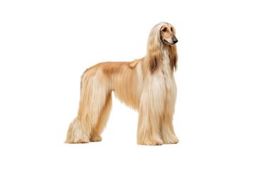 Beautiful Afghan Hound with flowing blonde hair and graceful posture looking sideways with dignity, isolated on a transparent background