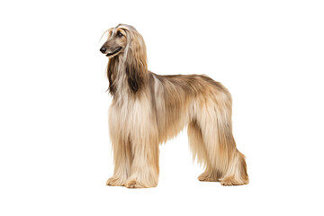 Elegant Afghan Hound with long silky golden coat and refined aristocratic stance in profile, isolated on a transparent background