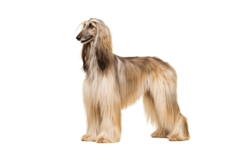 Elegant Afghan Hound with long silky golden coat and refined aristocratic stance in profile, isolated on a transparent background