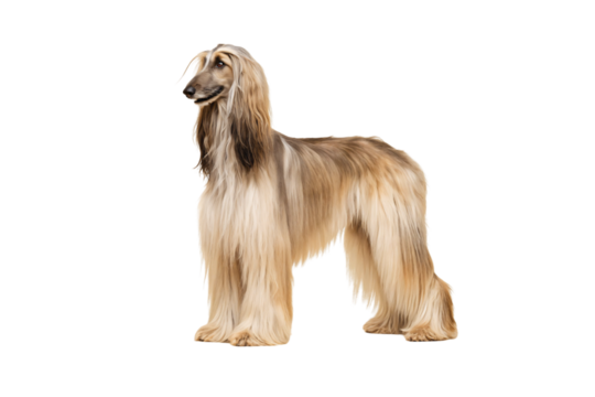 Elegant Afghan Hound with long silky golden coat and refined aristocratic stance in profile, isolated on a transparent background