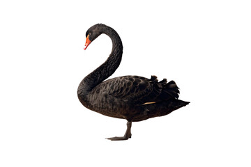 Beautiful black swan with long curved neck and bright orange beak in classic swimming pose, isolated on a transparent background