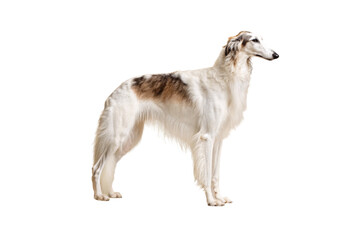 White and tan Borzoi sighthound with long silky coat standing in elegant profile pose, isolated on a transparent background