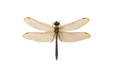 Detailed dragonfly with transparent wings, metallic green body, and intricate wing venation patterns displayed, isolated on a transparent background