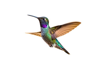 Fototapeta premium Colorful hummingbird hovering with wings outstretched displaying purple throat patch and metallic green-blue body with golden wings, isolated on a transparent background
