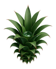 Fototapeta premium Bromeliad plant with rosette of stiff, spiky leaves and central water reservoir