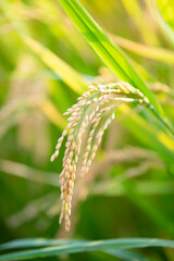 Plump, drooping golden ears of rice