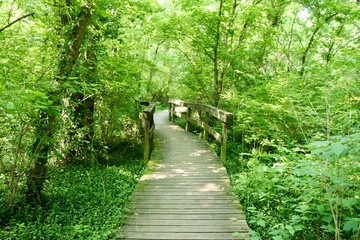 Obraz premium The old wood boardwalk bridge in the forest.