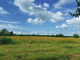 green field and blue sky