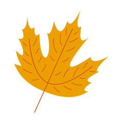 Maple autumn gold leaf isolated on transparent background. Element for season design.