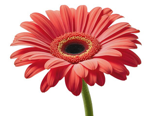 red gerbera daisy flower isolated on white background
