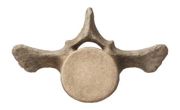 Paraceratherium vertebra with large centrum and broad transverse processes