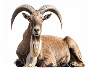 Obraz premium Relaxed, lying mountain goat