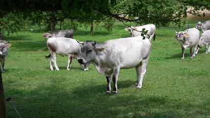 Cow herd of breed Rätisches Grauvieh mooing on meadow at farm at Swiss city of Zürich on a sunny summer afternoon. Movie shot July 18th, 2025, Zurich, Switzerland.