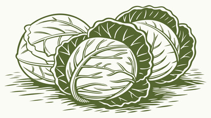 vintage style vector of cabbage heads in green sha