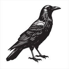 Fototapeta premium Crow svg