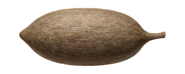 Baobab tree seed pod with oblong shape and woody exterior