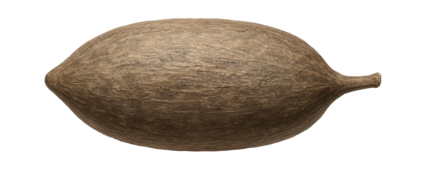 Baobab tree seed pod with oblong shape and woody exterior